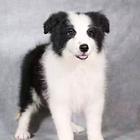 纯种高品质边牧幼犬出售 疫苗驱虫 保证健康可签协议