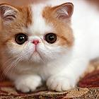 抚州哪里买加菲猫纯血统◆加菲猫多少钱一只