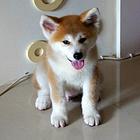 专业繁殖赛级高品质 疫苗做齐签协议秋田犬