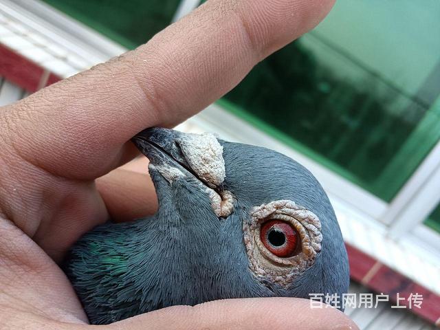 出售信鸽的图片