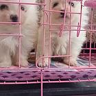 二只白博美小公