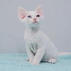 哪里有德文卷毛猫卖的 卷毛猫多少钱 卷毛猫好养吗