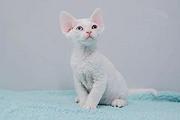 德文卷毛猫价格 德文卷毛猫成年体重 德文卷毛猫
