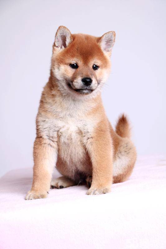 北京双血统赛级柴犬多少钱 北京柴犬犬舍 赤红色柴犬