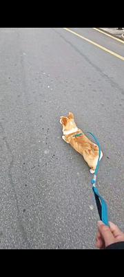 家有一柯基犬无精力照顾，望好心人接收