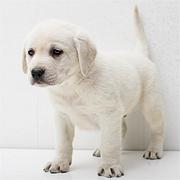 鞍山哪有繁殖拉布拉多幼犬的，拉布拉多幼犬多少钱一只