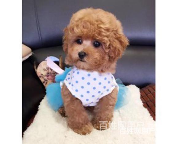阿克苏【泰迪犬舍】地址泰迪多少钱一只的图片