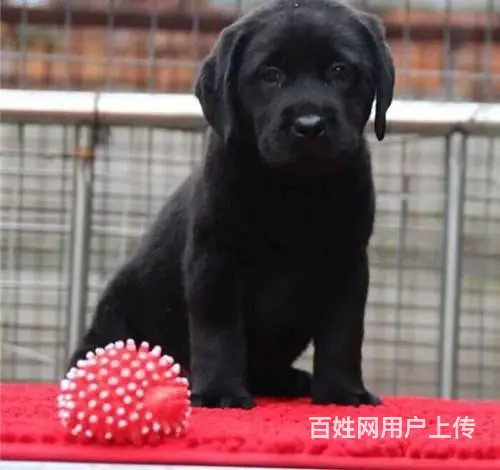 纯种拉布拉多犬价格 拉布拉多犬价格 拉布拉多犬的图片