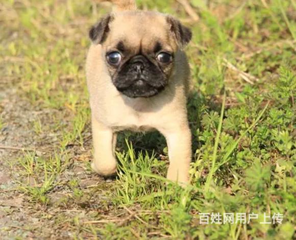 玉溪哪里可以买到精品巴哥犬 巴哥连锁店的图片