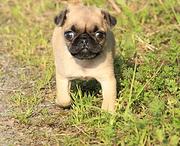 攀枝花巴哥犬舍基地常年出售纯种巴哥双血巴哥幼犬