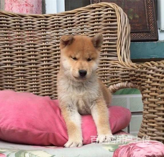 纯种日系柴犬多少钱 柴犬幼犬体重多少 柴犬颜色