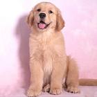 金毛寻回犬 聪明伶俐金毛犬 忠诚护主 佳伴侣