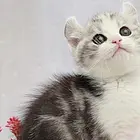可上门挑选在什么位置美国卷耳猫现在什么价格 聪明可爱包健康