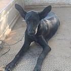 出售黑狼幼犬母