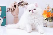 异长波斯猫多少钱一只 纯种幼猫 图片价格