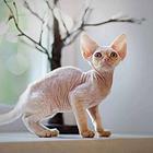 本地哪里有德文卷毛猫卖的  德文掉毛吗 包纯种健康