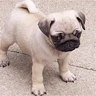 抚州【*推荐】巴哥犬舍‖巴哥养殖场