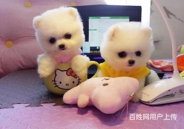 定西宠物店卖博美的在哪 哪里有卖的图片