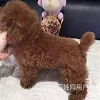 通辽【泰迪犬舍】地址泰迪多少钱一只