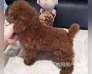 白山宠物店卖博美的在哪哪里有卖