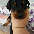 抚州哪里有比熊卖比熊犬舍信息