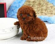 周口宠物店卖博美的在哪哪里有卖