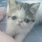 家养加菲猫