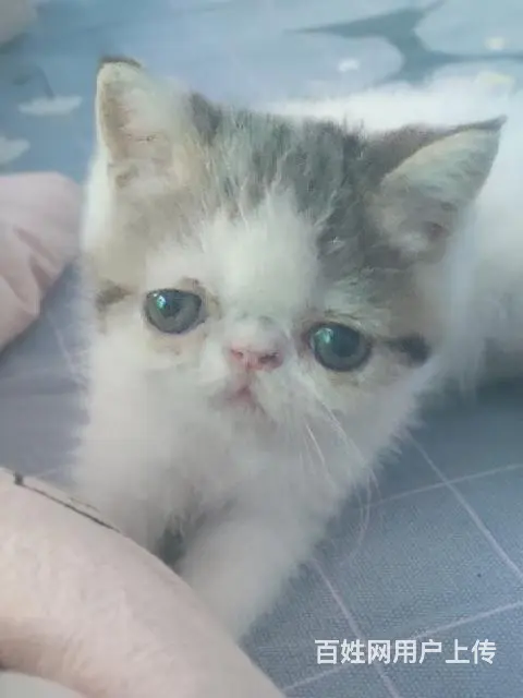 家养加菲猫的图片