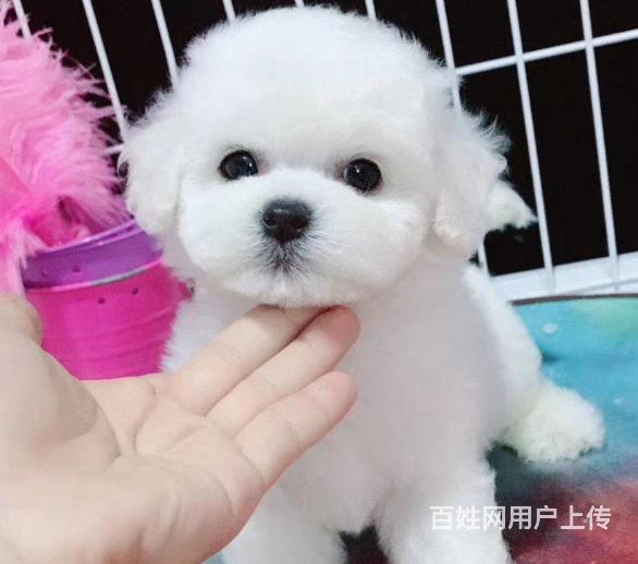 精品法国卷毛比熊犬 大脑袋 质保终身签合同的图片