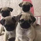 纯种巴哥多少钱一只巴哥犬好养吗 身上臭不臭巴哥价