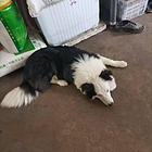 自家边牧犬一只