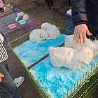 比熊犬出售