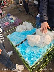 比熊犬出售