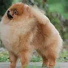 湖州知名犬舍有博美出售 狗美价廉 包健康