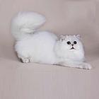 海南纯种金吉拉猫舍 正规猫舍家庭式繁育