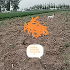 出售猎兔犬灵缇