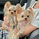 北京约克夏多少钱一只 纯种约克夏 约克夏幼犬