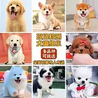 佳木斯哪里有靠谱犬舍实地挑选全国发货哪里有靠谱犬舍佳木斯