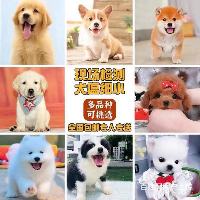 琼海哪里有靠谱犬舍实地挑选全国发货哪里有靠谱犬舍琼海的图片