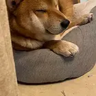 寻狗启示
