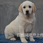 海北买一只拉布拉多需要多少钱，拉布拉多犬舍地址