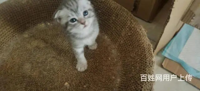 猫猫的图片