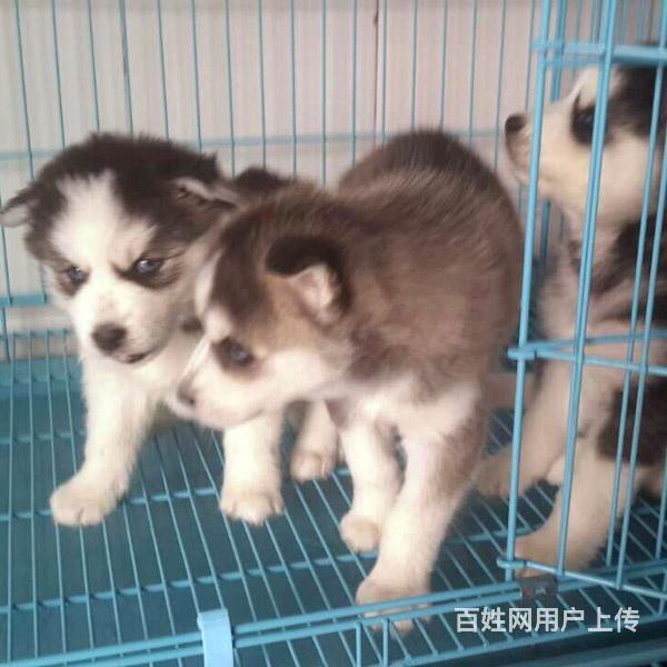 黔西南哈士奇价格_多少钱一只|哈士奇图片|的图片