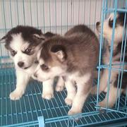 芜湖哪有繁殖哈士奇幼犬的，哈士奇幼犬多少钱一只