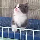 【金牌猫舍】百色渐层多少钱 渐层猫好看吗