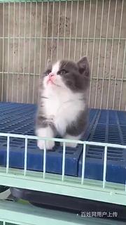 【金牌猫舍】玉溪德文多少钱 德文猫好看吗