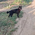 德牧犬