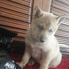 出售杰克郎幼犬。