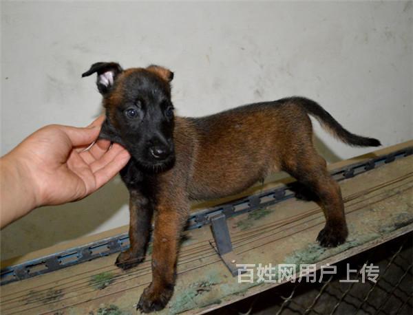 广州知名养殖基地常年出售 马犬幼犬 签协议可上门挑选