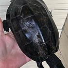 收购乌龟大量回收乌龟